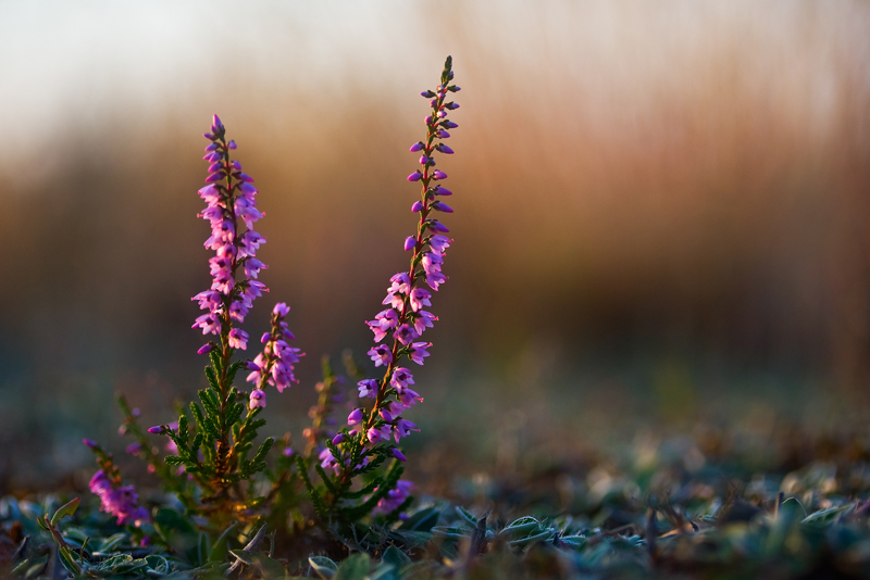 Calluna_vulgaris_UdoSteinhaeuser_web